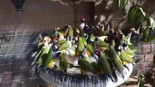 Gouldians eating eggshell and charcoal [upl. by Asilegna]