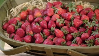 How to Grow Strawberries  Mitre 10 Easy As Garden [upl. by Anneirb261]