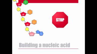 Dideoxy DNA Sequencing [upl. by Barcus]