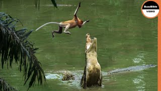 This Monkey Jumps Straight Into a Crocodiles Trap [upl. by Gnouhc]