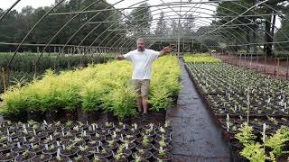 Nursery Plant Tour with HortTube  Masses of Southern Livings Sunshine Ligustrum [upl. by Eseerehs]