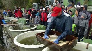 Unsere Landwirtschaft in NÖ  Abfischen im Waldviertel [upl. by Rossuck112]