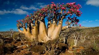 Socotra island The hidden land  Republic of Yemen HD1080p [upl. by Inanaup409]