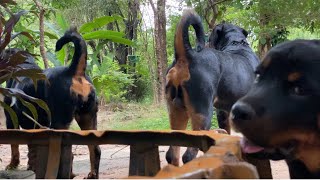 Loving Rottweiler Family 🥰 Day 22  rottweiler ASMR [upl. by Abbie453]