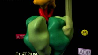 Molecular animation of ATP synthase [upl. by Colene]