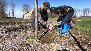 Planting Bare Root Everbearing Strawberry Plants [upl. by Nura141]