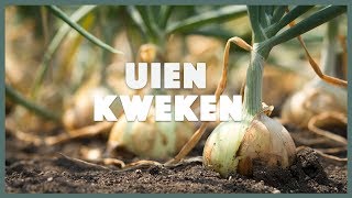 Uien kweken makkelijke en snelle tips I Angelo Dorny [upl. by Jairia]