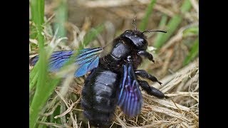 Шмель  плотник  Xylocopa violacea [upl. by Yanrahc]