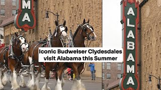 Iconic Budweiser Clydesdales visit Alabama this Summer [upl. by Socrates]