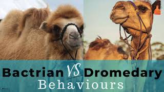 Bactrian Vs Dromedary Camel Behaviours [upl. by Jezreel]