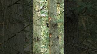 Pileated Woodpecker in the forest pnw birds [upl. by Asnerek271]