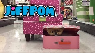 Jiffpom Hides in a Toy Box [upl. by Tut]