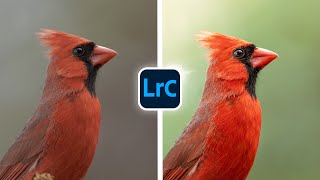 Simple and Effective LIGHTROOM Edits for Birds [upl. by Coop]