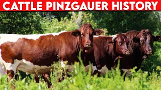 ⭕ Cattle Breeds PINZGAUER History ✅ Cattle PINZGAUER  Bulls PINZGAUER [upl. by Rowen]