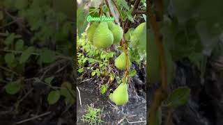 Watering pearfruit pear peartree [upl. by Assilen]