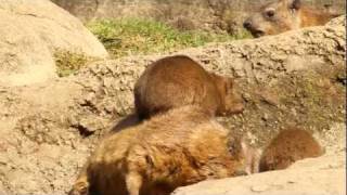 Relaxing Rock Hyraxes at the Bronx Zoo [upl. by Alket]