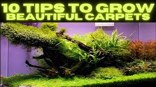 My Top 10 Tips To Growing a CARPET in You Aquascape or Planted Tank [upl. by Lindsley]