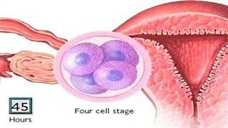 How The Embryo Develops After Fertilisation  Human Development Animation  Zygote Cell Division Vid [upl. by Arrej412]