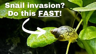 How to get rid of tank snails Fix snail invasionplague fast amp easy [upl. by Yoccm]