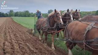 Plowing with Belgian Horses [upl. by Aniale]