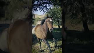 Beautiful Horses Galloping 🥰🐎 [upl. by Charlet]