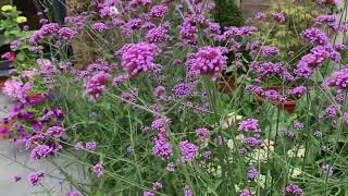 Verbena bonariensis  how to maintain amp wildlife tips [upl. by Pete961]