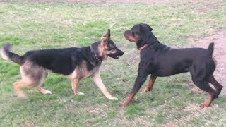 A Strong German Shepherd Tests Strong Rottweiler [upl. by Caty]