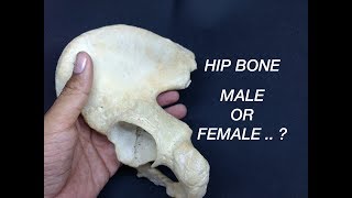 HIP BONE  GENDER DIFFERENCES [upl. by Olnton558]