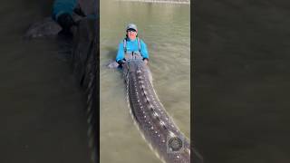 Guess what he caught😱4k animals wildlife sturgeon caviar [upl. by Charisse229]