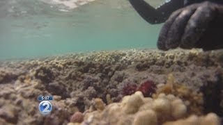 Native sea urchins take back Kaneohe Bay [upl. by Yblek]