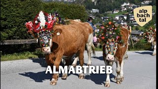 Almabtrieb Reith im Alpbachtal in Tirol [upl. by Woermer]