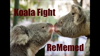 Koala Fight ReMemed [upl. by Spurgeon]