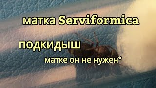 Подселяем рабочего муравья матке serviformica rufibarbis [upl. by Lorilyn]