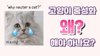 고양이 중성화 수술 꼭 해야 하나요  암컷 수컷 중성화 하는 이유 안하면 Why neuter a cat Benefits of Neutering cats 고양이 발정 [upl. by Namien717]