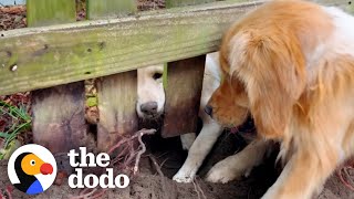 Golden Retriever Becomes Obsessed With The Puppy Next Door  The Dodo [upl. by Jezabelle672]