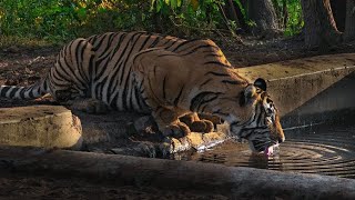 St 21 yuvraj Sariska tiger reserve rajsthan 🐅sariskanationalpark sariska wildlife [upl. by Enaht]