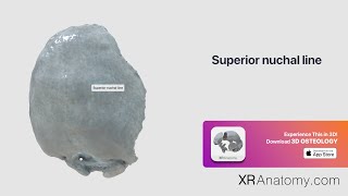 Occipital Bone  Superior nuchal line [upl. by Suki755]