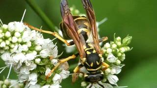 Polistes sp with Xenos vesparum Strepsiptera 1 [upl. by Navy]