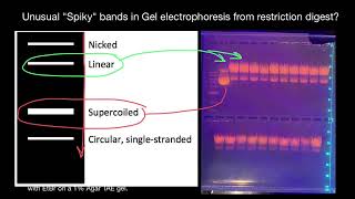 Unusual quotSpikyquot bands in Gel electrophoresis from restriction digest [upl. by Nyret839]