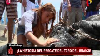 La historia sobre el rescate del toro del huaico de Punta Hermosa [upl. by Hsilgne]