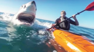 If Youre Scared of Sharks Dont Watch This Video [upl. by Alveta]