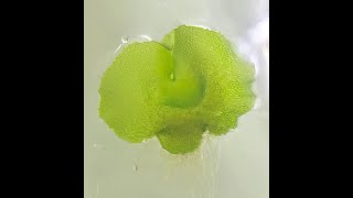 Plant Tissue Culture  Fern spores tissue culture Birds nest fern [upl. by Dorelle515]