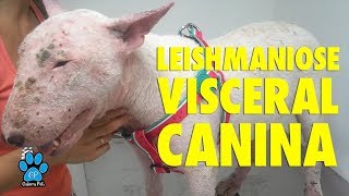 LEISHMANIOSE VISCERAL CANINA COMO É FEITA A TRANSMISSÃO QUAIS OS SINTOMAS [upl. by Nunciata]