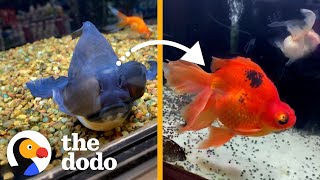 Rescued Aquatic Animals Get A ‘Magical’ GlowUp  The Dodo [upl. by Damiani]