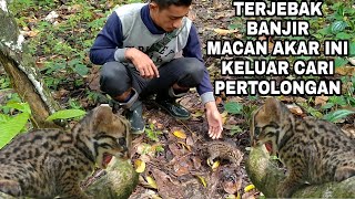 ANAK MACAN YANG MINTA PERTOLONGAN [upl. by Annovaj]