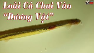 Cá Candiru Vandellia cirrhosa Loài Thuỷ Quái Chui Vào quotVùng Kínquot Của Con Người [upl. by Nollaf]