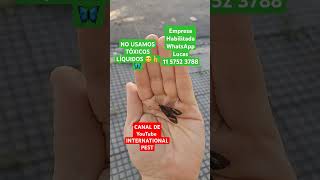 INTERNATIONALPEST mariposas butterfly mariposas fumigacion ants plantas shorts shortvideo [upl. by Orabel]