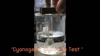 Cyanogenic glycoside Test [upl. by Thora]