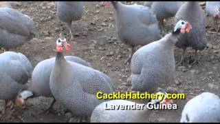 Lavender Guinea Fowl Breed Breeder Flock  Cackle Hatchery [upl. by Aierbma]