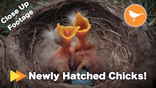 Newly Hatched Bird Chicks Close Up Footage [upl. by Eciram]